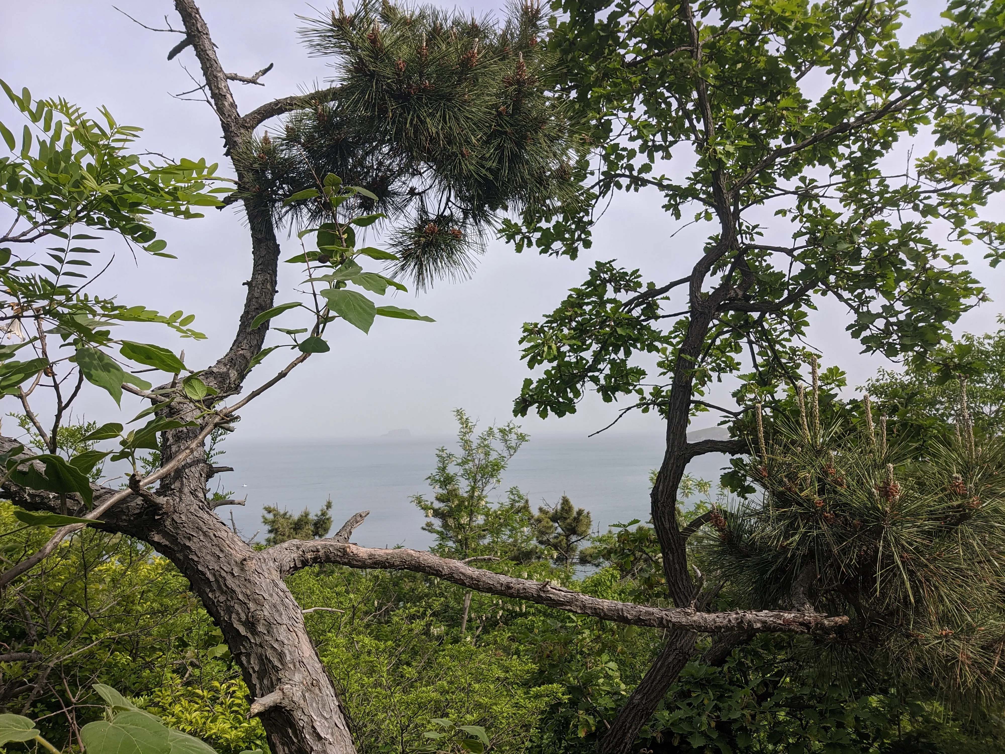 大海和森林