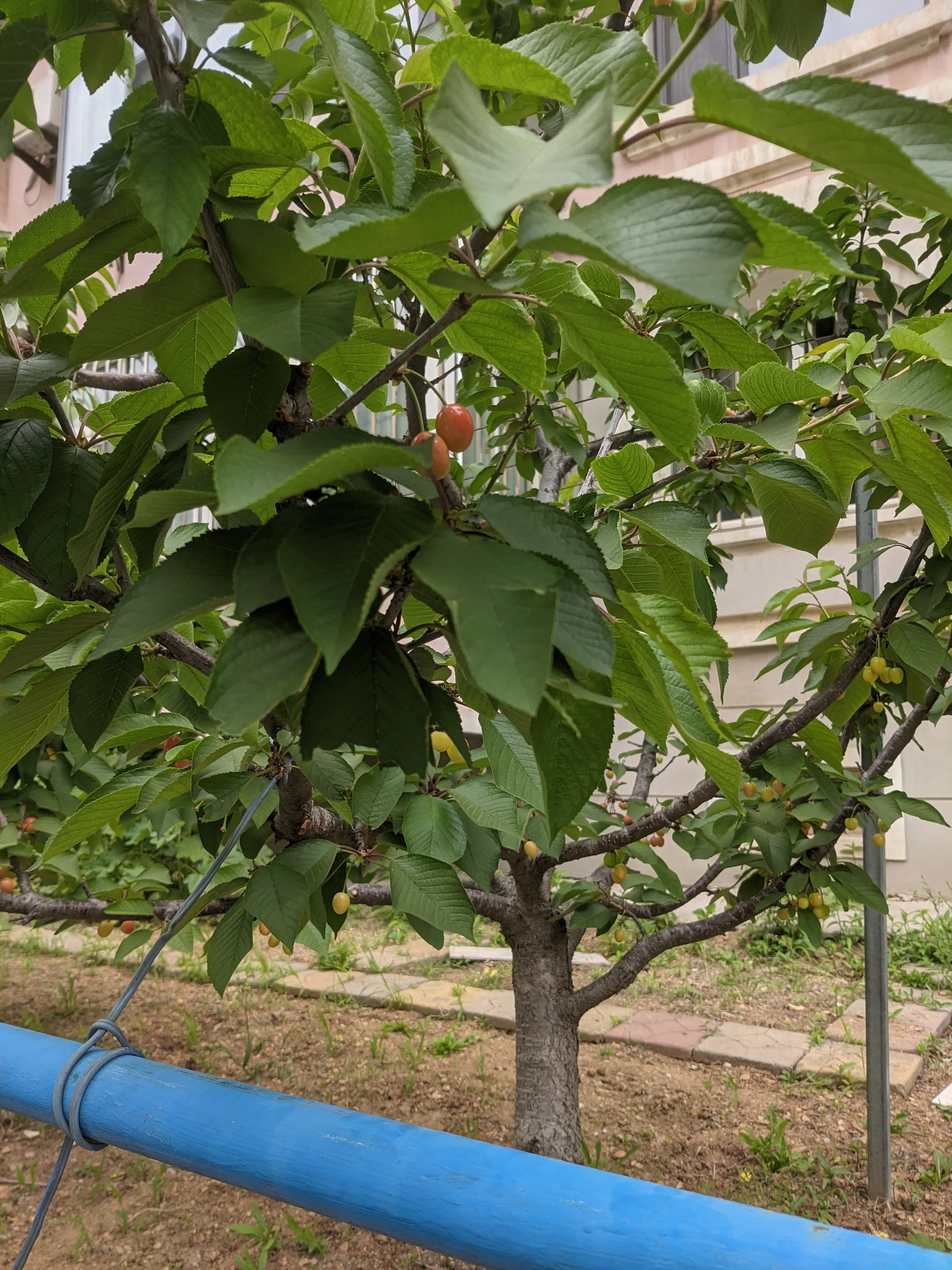 家楼下的樱桃